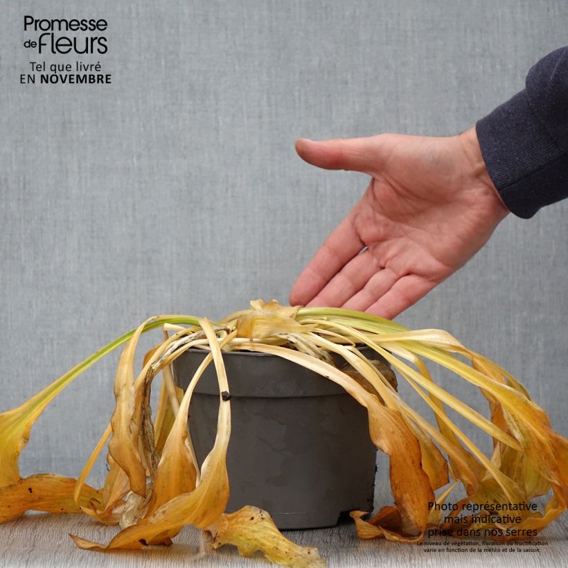 Spécimen de Hosta Royal Standard Pot de 2L/3L tel que livré en automne