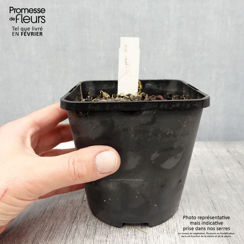 Spécimen de Hosta Ruffed Up Pot de 1,5L/2L tel que livré en hiver