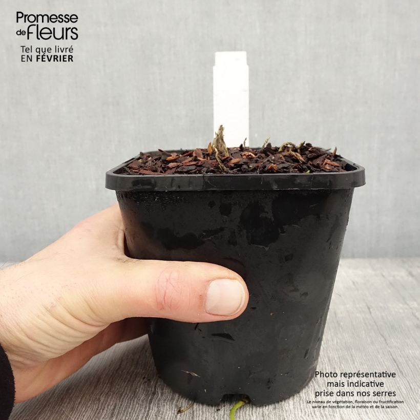 Hosta fluctuans Sagae 1.5L/2L pot sample as delivered in winter