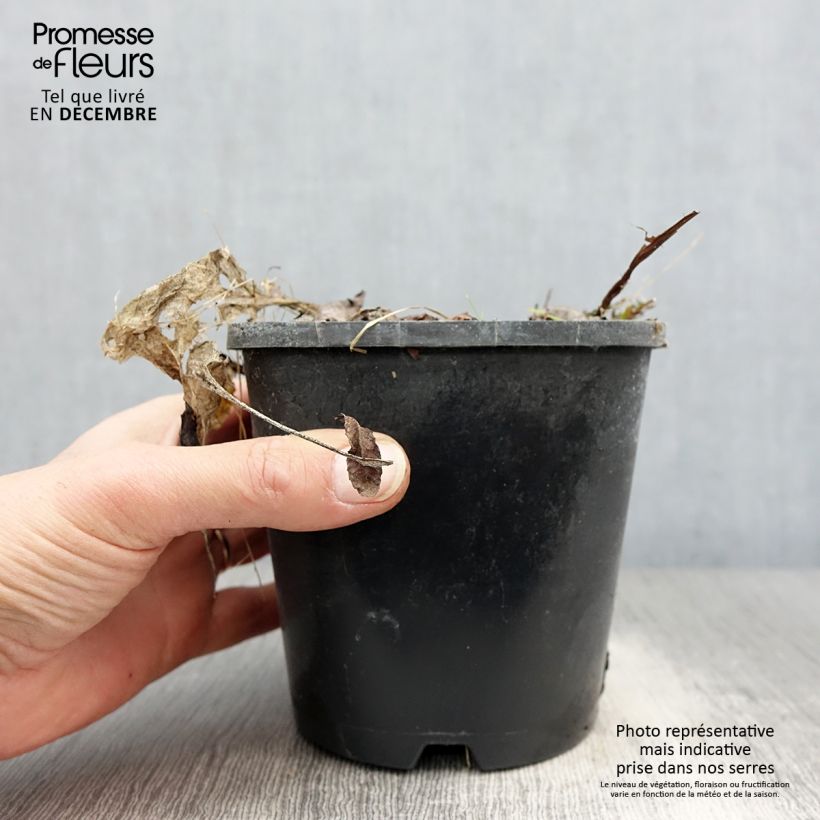 Spécimen de Hosta Saint Elmo's Fire Pot de 1,5L/2L tel que livré en hiver