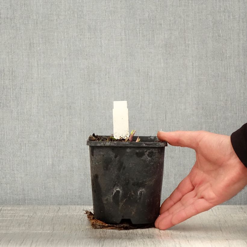 Exemplar von Hosta Saint Elmo's Fire - Garten-Funkie Topf mit 1,5L/2L wie im Frühjahr geliefert