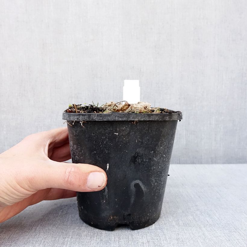 Exemplar von Hosta School Mouse - Garten-Funkie Topf mit 1,5L/2L wie im Winter geliefert