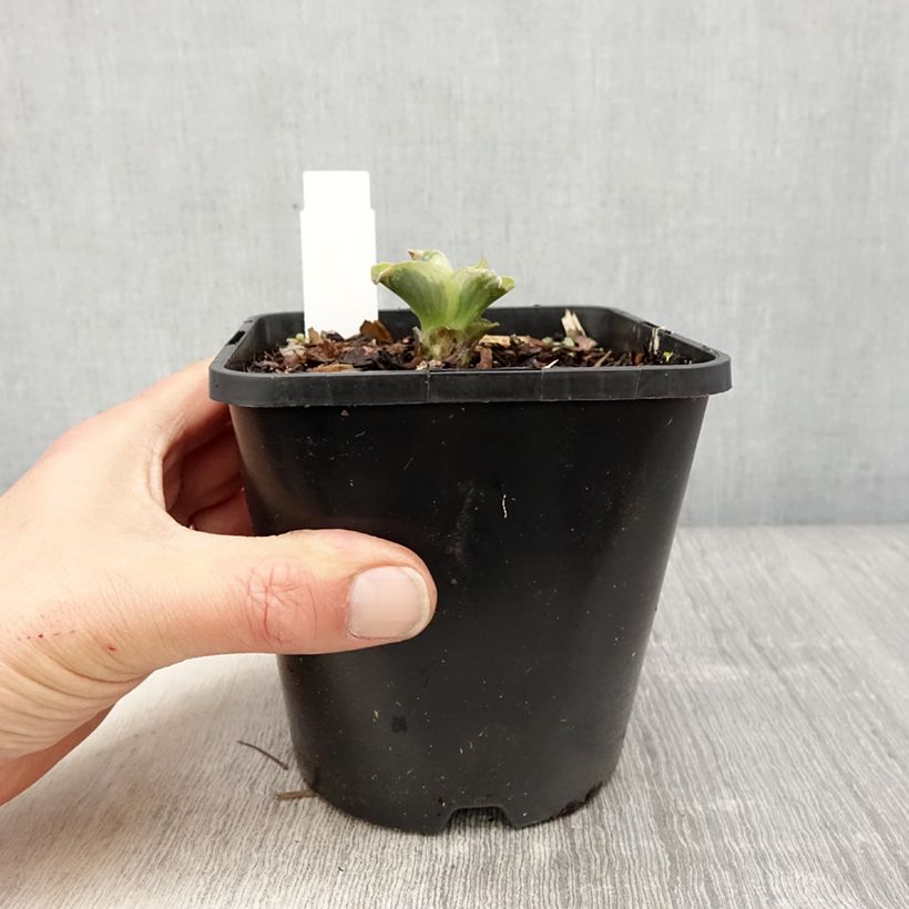 Amostra de Hosta School Mouse Vaso de 1,5 L/2 L tal como entregue na primavera