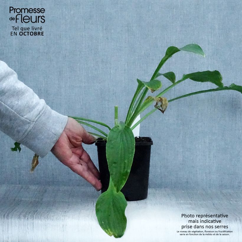 Spécimen de Hosta Siberian Tiger Pot de 1,5L/2L tel que livré en automne