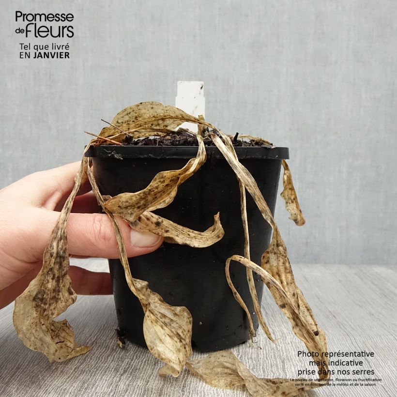 Spécimen de Hosta Siberian Tiger Pot de 1,5L/2L tel que livré en hiver