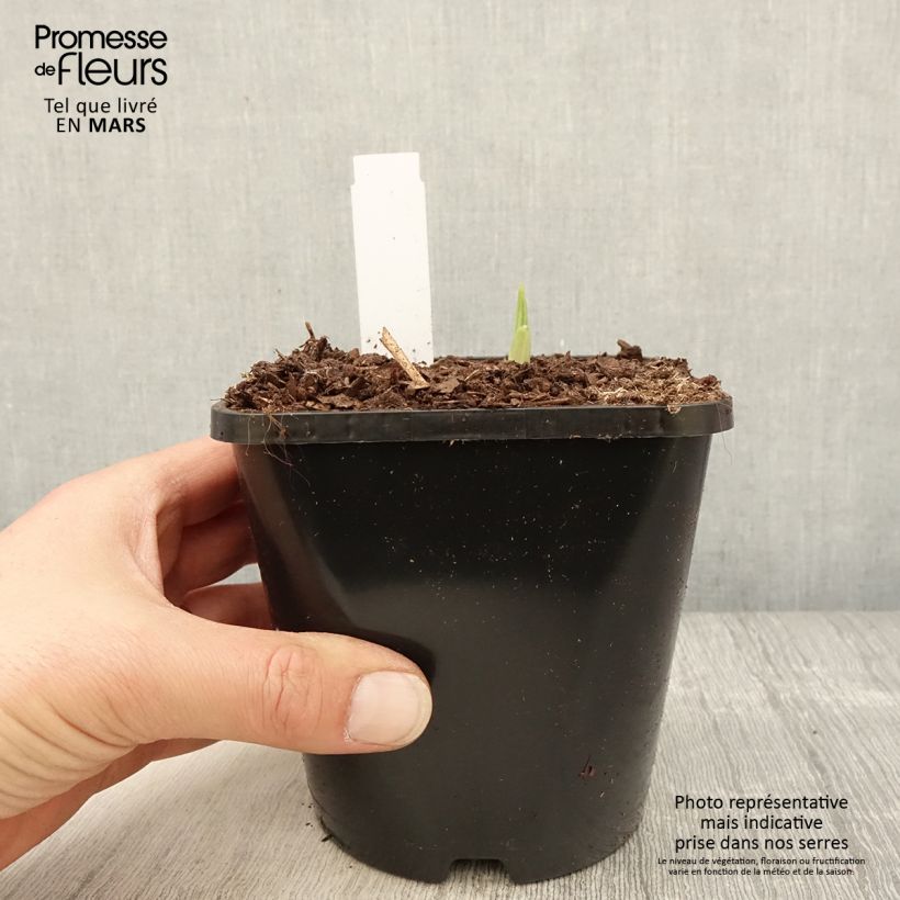 Spécimen de Hosta Siberian Tiger Pot de 1,5L/2L tel que livré au printemps