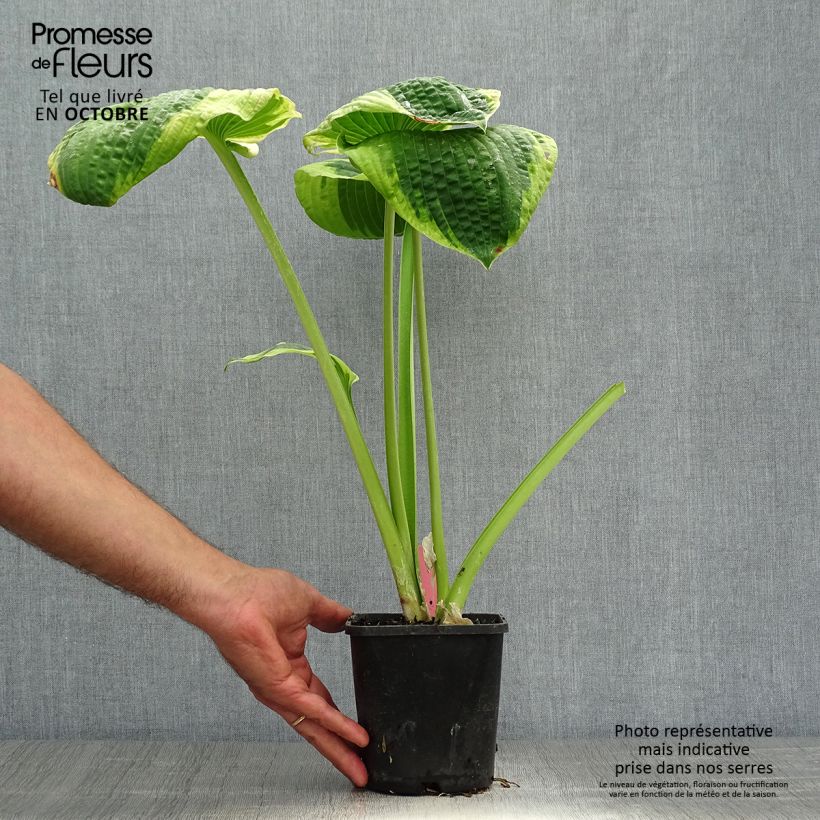 Spécimen de Hosta sieboldiana Frances Williams Pot de 2L/3L tel que livré en automne