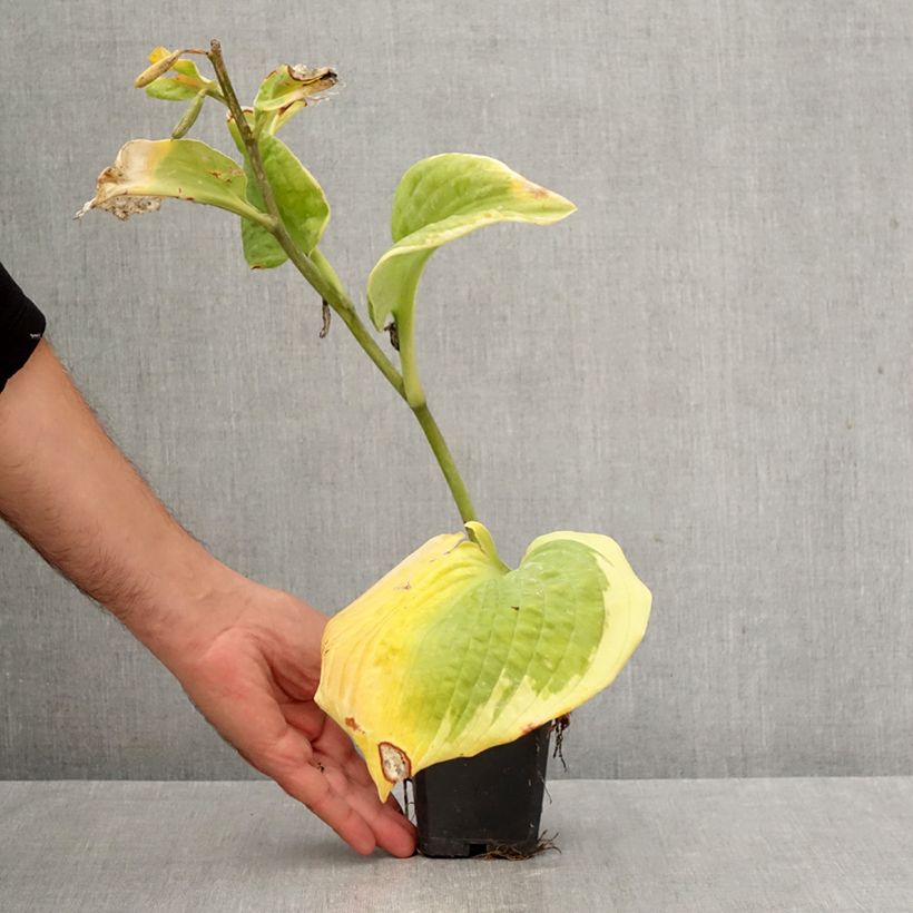 Spécimen de Hosta sieboldiana Frances Williams Godet de 8/9 cm tel que livré en automne