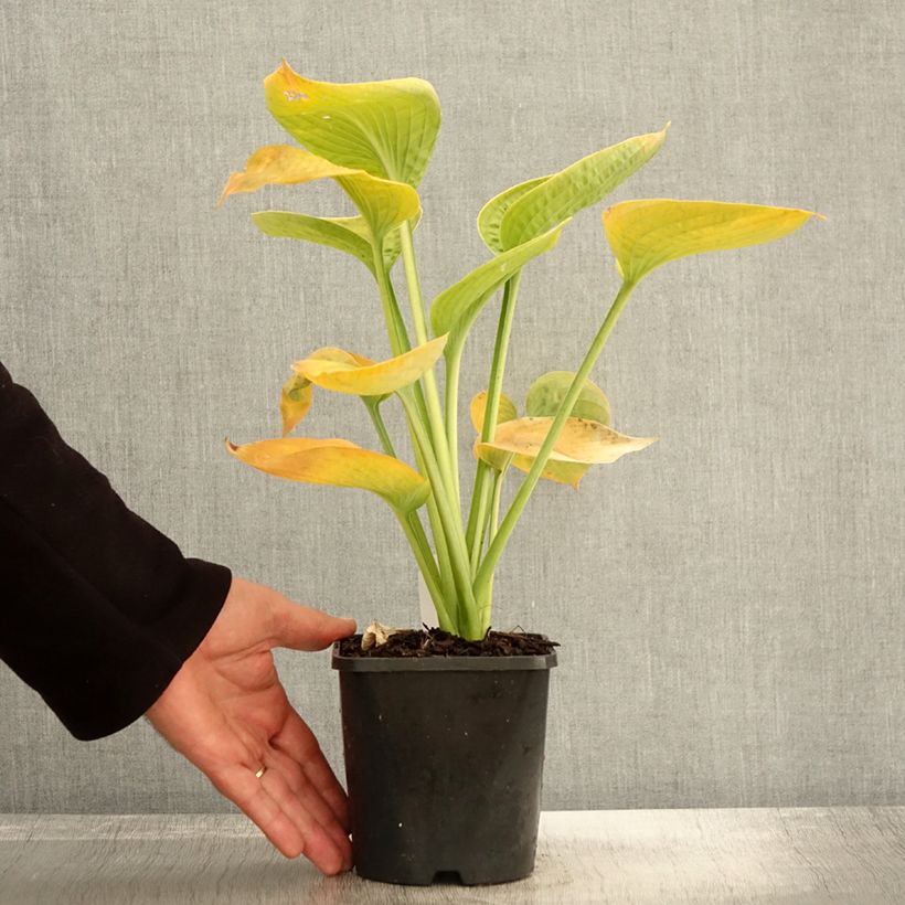 Spécimen de Hosta sieboldiana var. elegans Pot de 1,5L/2L tel que livré en automne