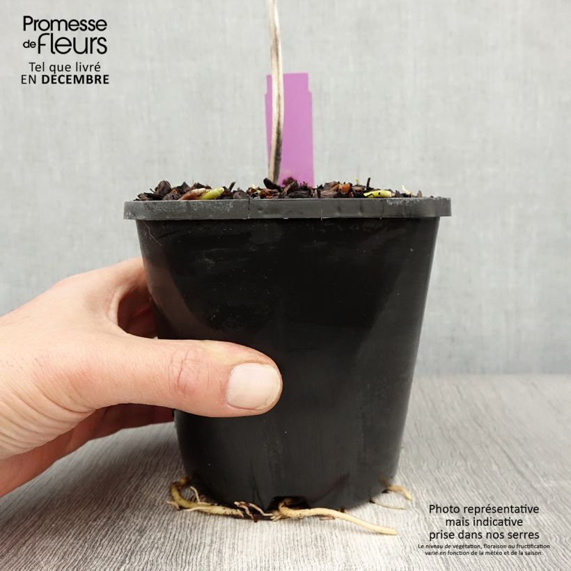 Spécimen de Hosta sieboldiana var. elegans Pot de 1,5L/2L tel que livré en hiver