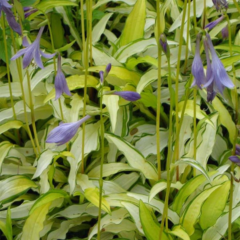 Hosta sieboldii Kabitan (Floraison)