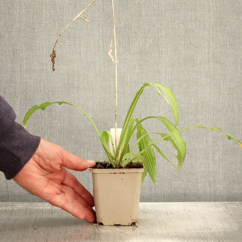 Spécimen de Hosta sieboldii Kabitan  Godet de 8/9 cm tel que livré en automne