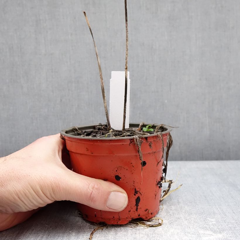 Spécimen de Hosta Silly String Pot de 12 cm / 13 cm tel que livré en hiver