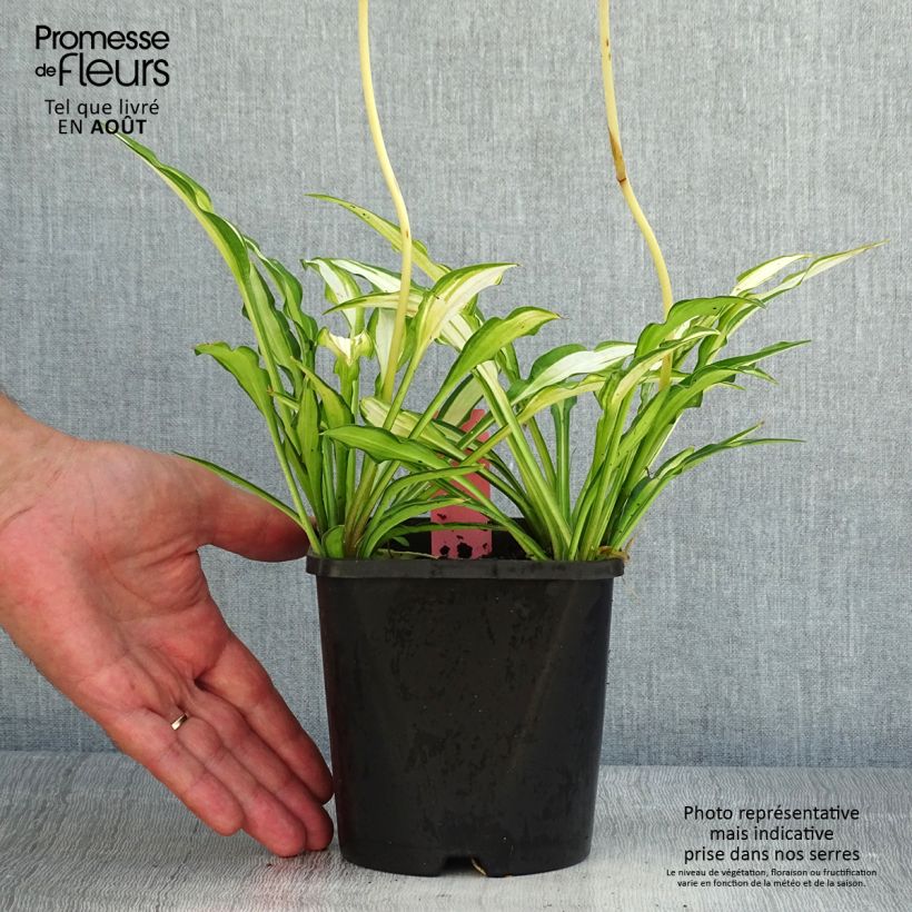 Spécimen de Hosta Sizzle Pot de 1,5L/2L tel que livré en été