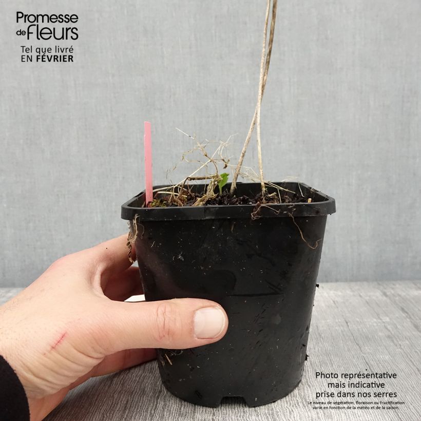 Spécimen de Hosta Sizzle Pot de 1,5L/2L tel que livré en hiver