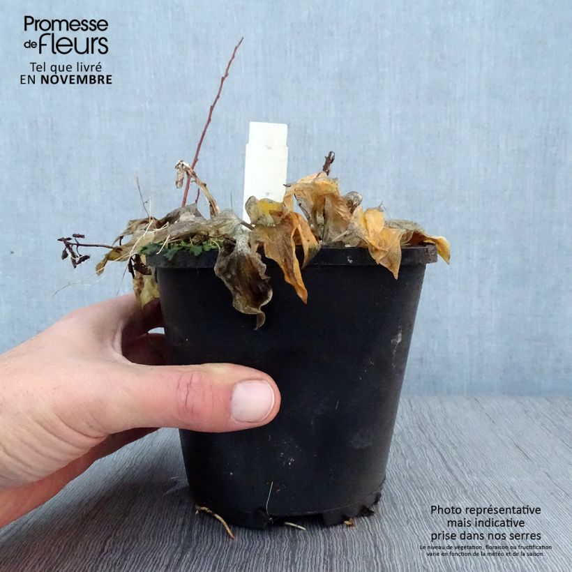 Spécimen de Hosta Smiling Mouse Pot de 1,5L/2L tel que livré en automne