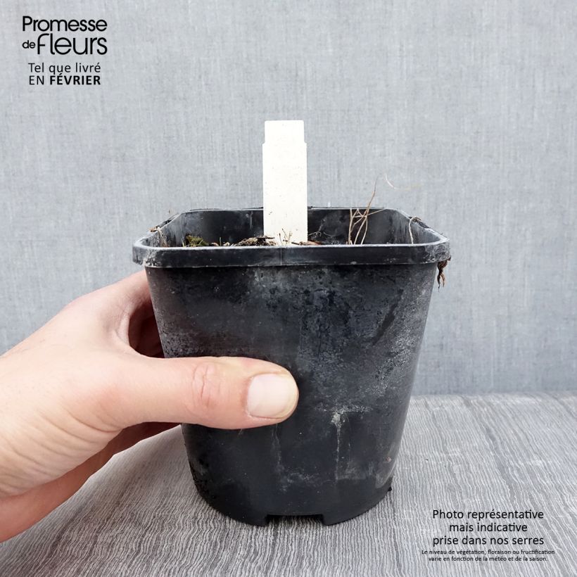 Spécimen de Hosta Smiling Mouse Pot de 1,5L/2L tel que livré en hiver