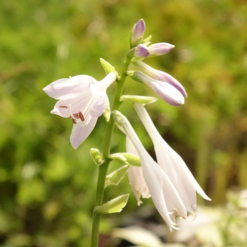 Hosta So Sweet (Floraison)