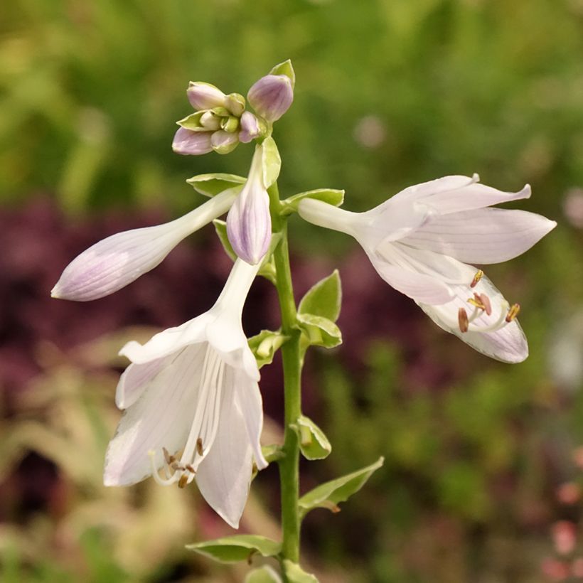 Hosta So Sweet (Feuillage)