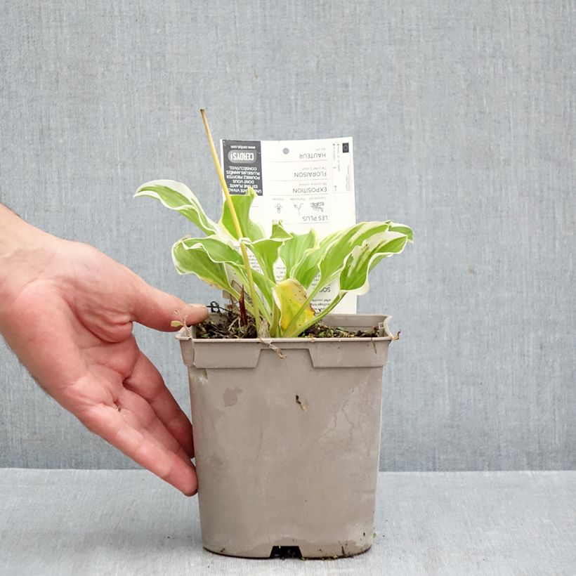 Spécimen de Hosta So Sweet Pot de 2L/3L tel que livré en automne