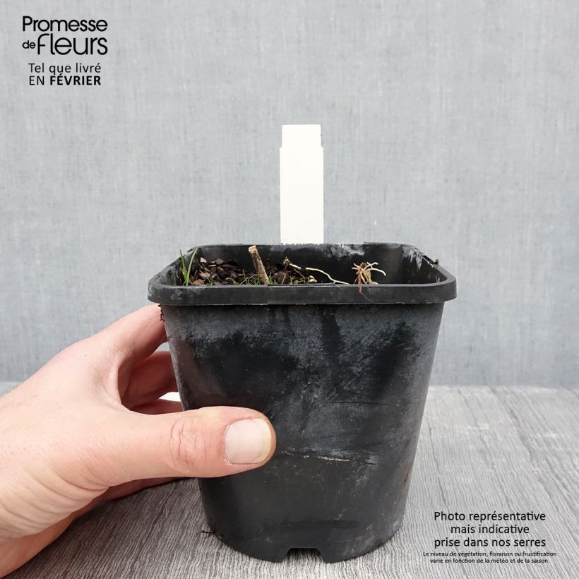 Spécimen de Hosta Sorbet Pot de 1,5L/2L tel que livré en hiver