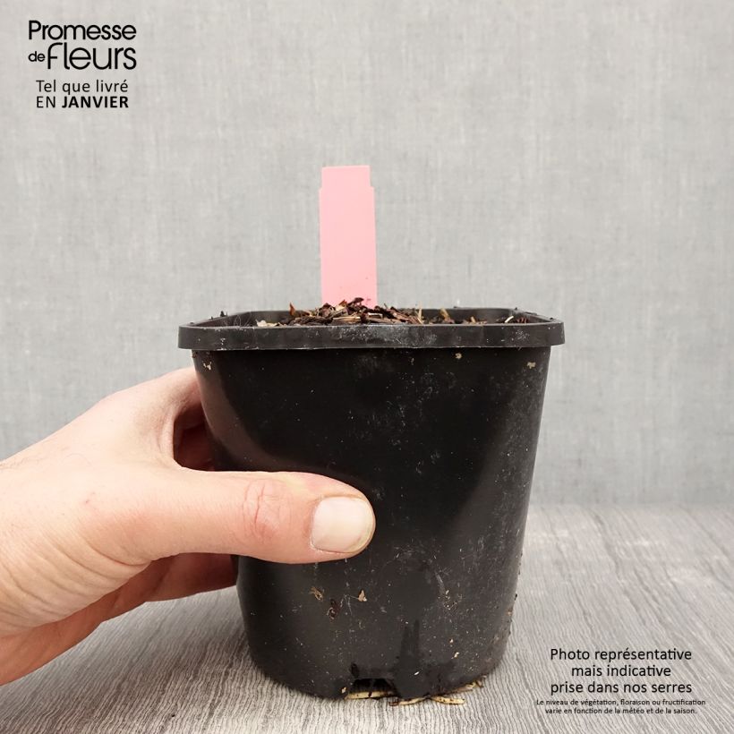 Spécimen de Hosta Spartacus Pot de 1,5L/2L tel que livré en hiver