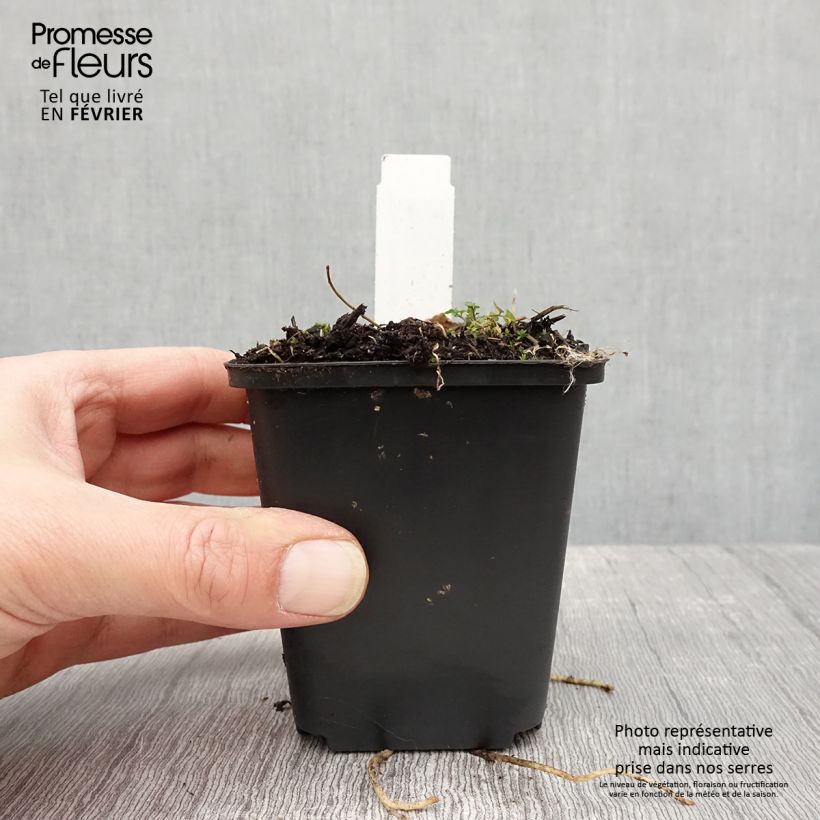 Spécimen de Hosta Striptease Godet de 8/9 cm tel que livré en hiver