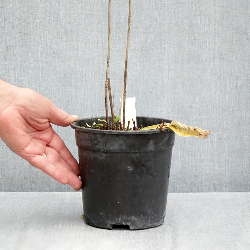 Spécimen de Hosta Striptease Pot de 2L/3L tel que livré en automne
