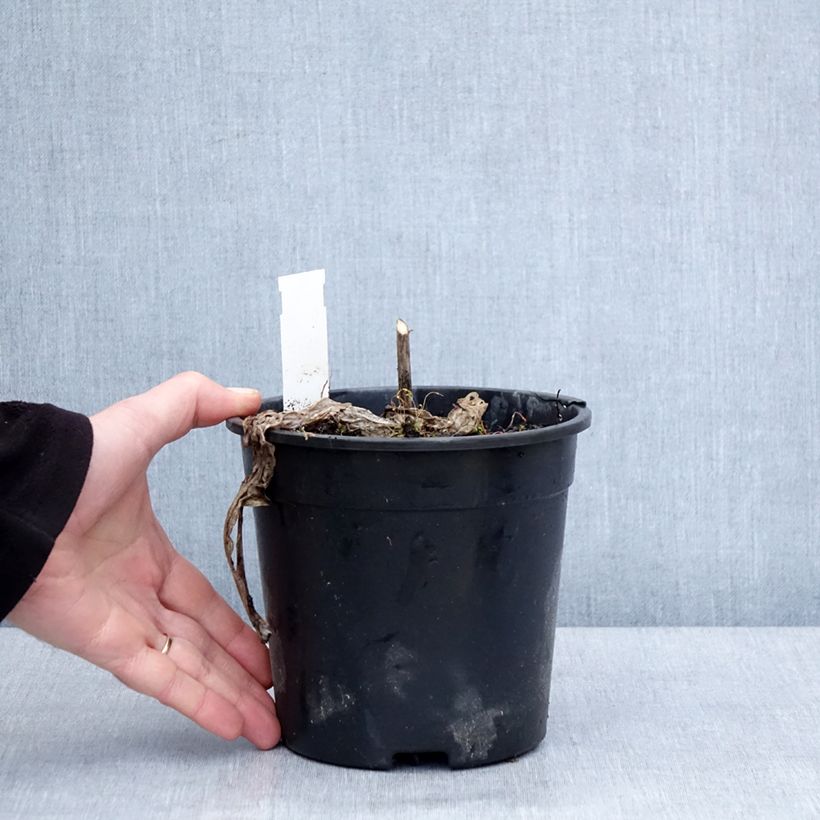 Spécimen de Hosta Striptease Pot de 2L/3L tel que livré en hiver