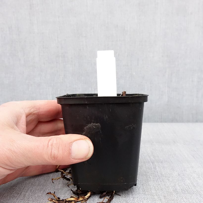 Spécimen de Hosta Sum of All Godet de 8/9 cm tel que livré en hiver