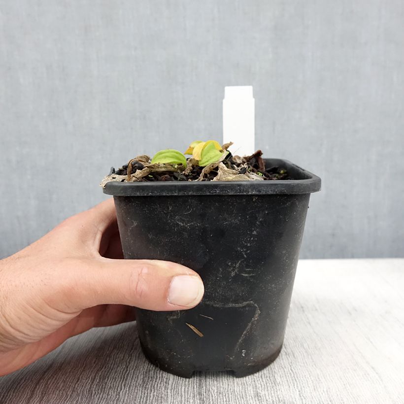 Spécimen de Hosta Sun Mouse Pot de 1,5L/2L tel que livré en automne