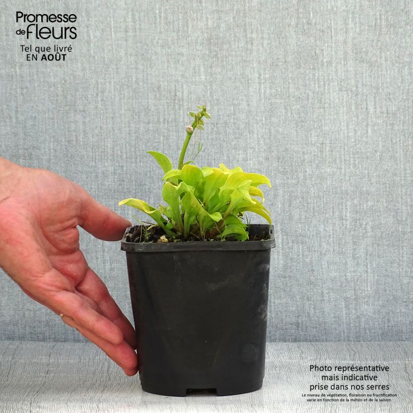 Spécimen de Hosta Sun Mouse Pot de 1,5L/2L tel que livré en été