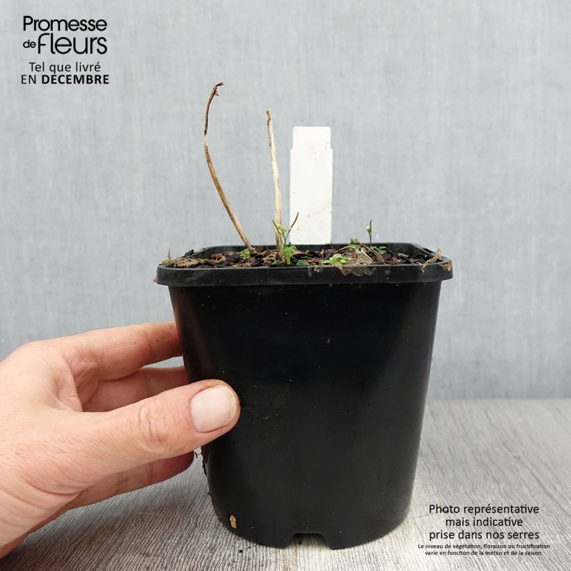 Spécimen de Hosta Sun Mouse Pot de 1,5L/2L tel que livré en hiver