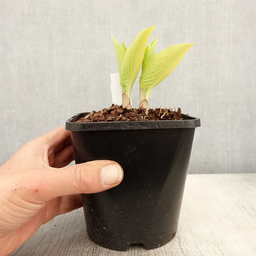 Spécimen de Hosta Sunny Halcyon Pot de 1,5L/2L tel que livré au printemps