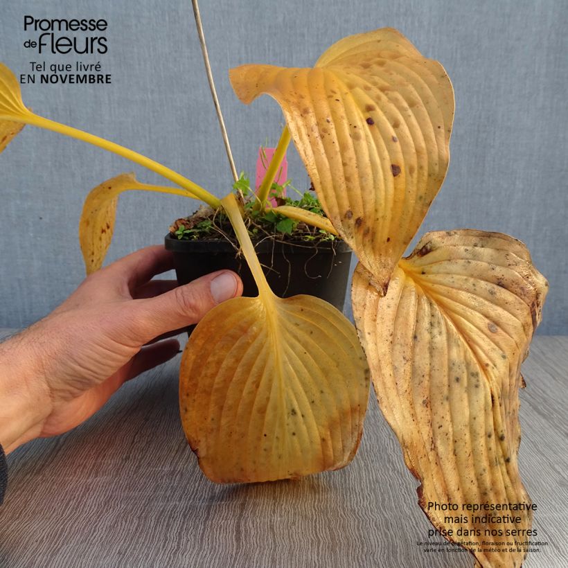 Spécimen de Hosta T Rex  Pot de 1,5L/2L tel que livré en automne