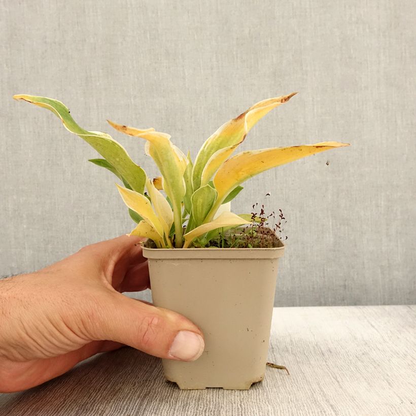 Spécimen de Hosta tardiana El Niño Godet de 8/9 cm tel que livré en automne