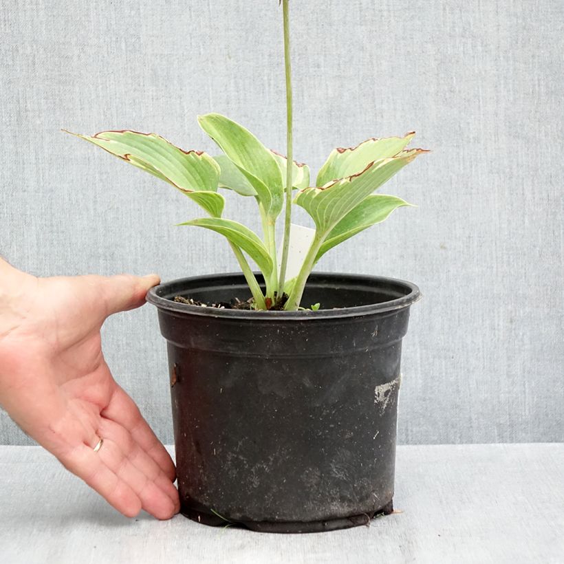 Spécimen de Hosta tardiana El Niño Pot de 2L/3L tel que livré en automne