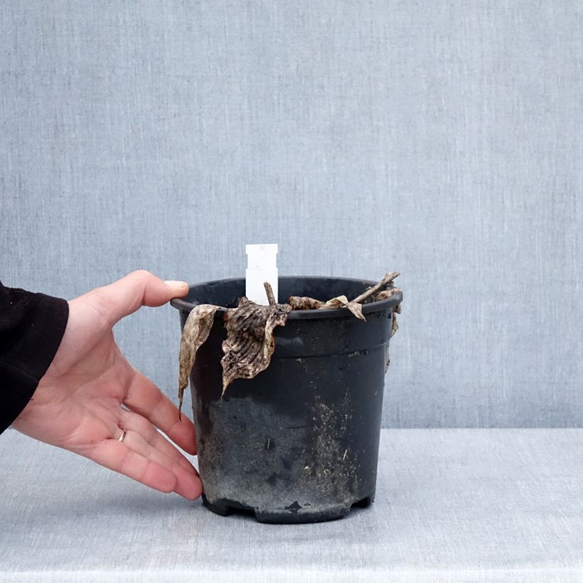 Spécimen de Hosta tardiana El Niño Pot de 2L/3L tel que livré en hiver