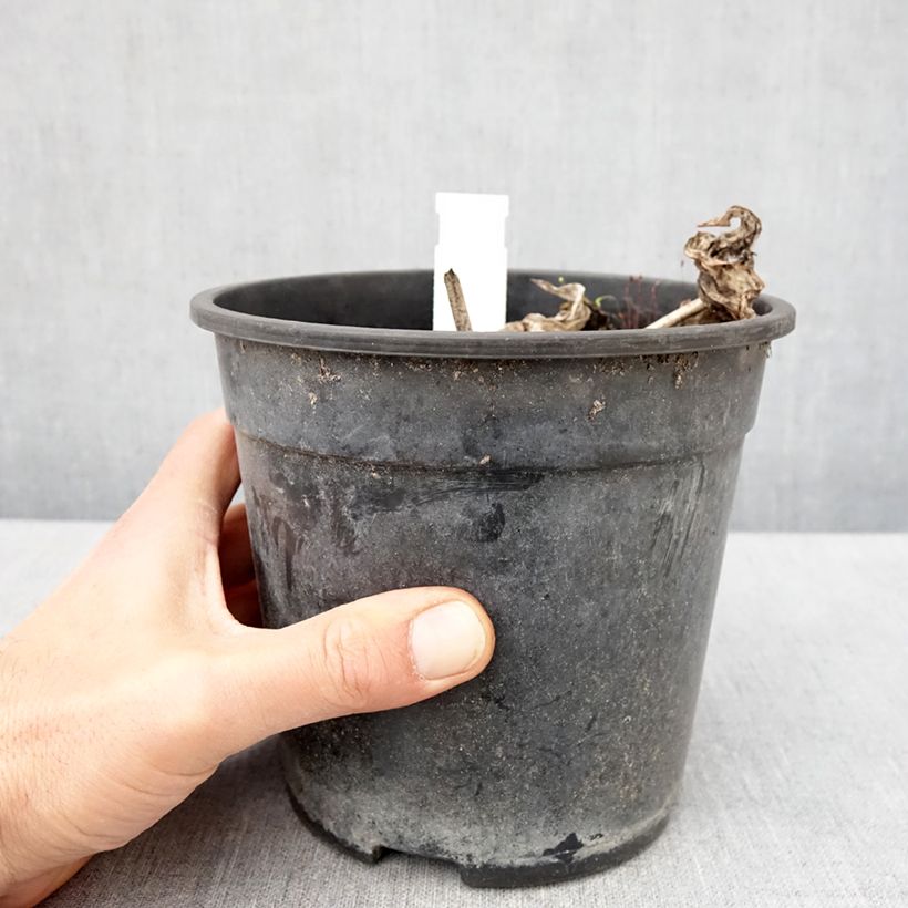 Spécimen de Hosta tardiana El Niño Pot de 2L/3L tel que livré au printemps