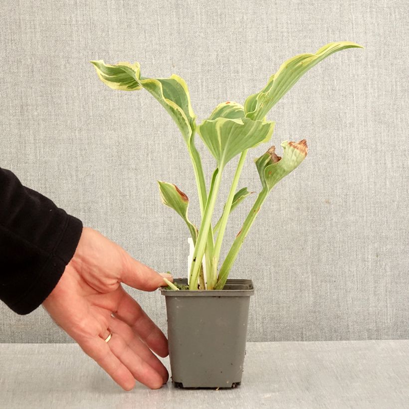 Spécimen de Hosta The King Godet de 8/9 cm tel que livré en automne