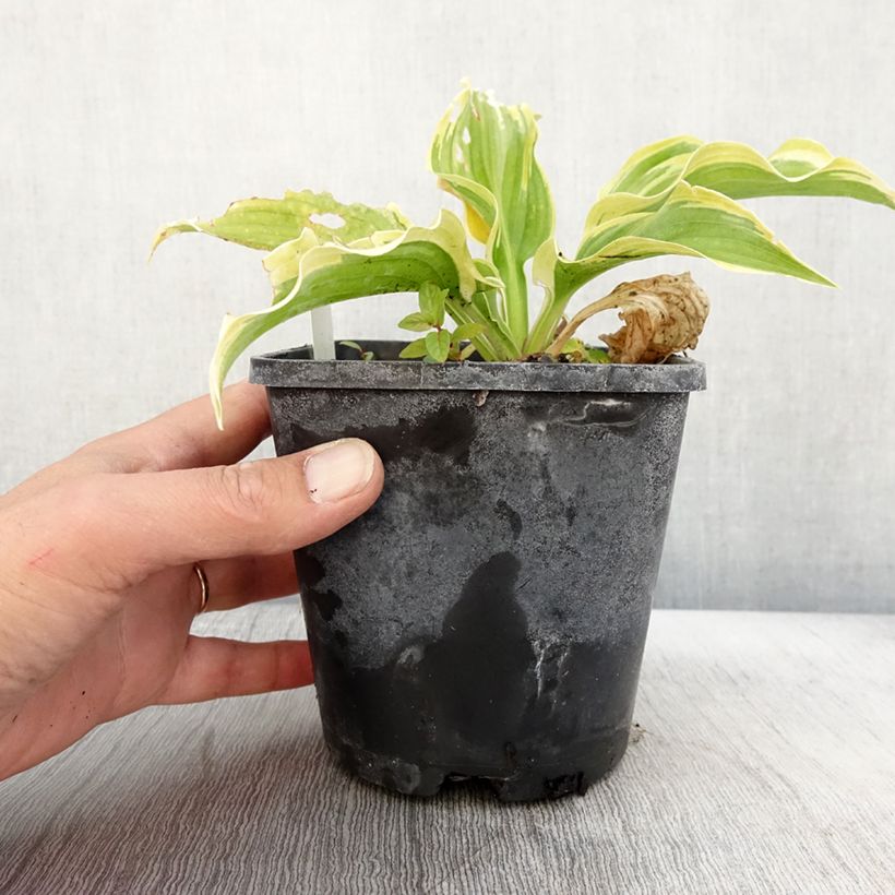 Spécimen de Hosta The King Pot de 1,5L/2L tel que livré en automne