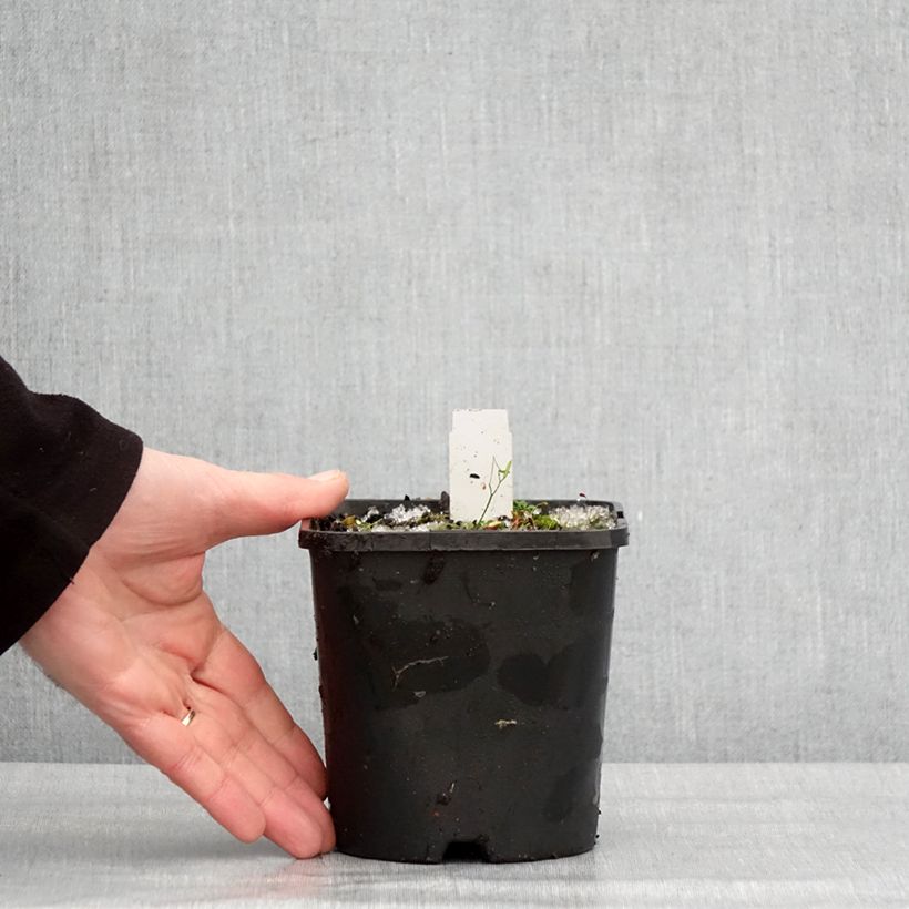 Spécimen de Hosta The King Pot de 1,5L/2L tel que livré en hiver