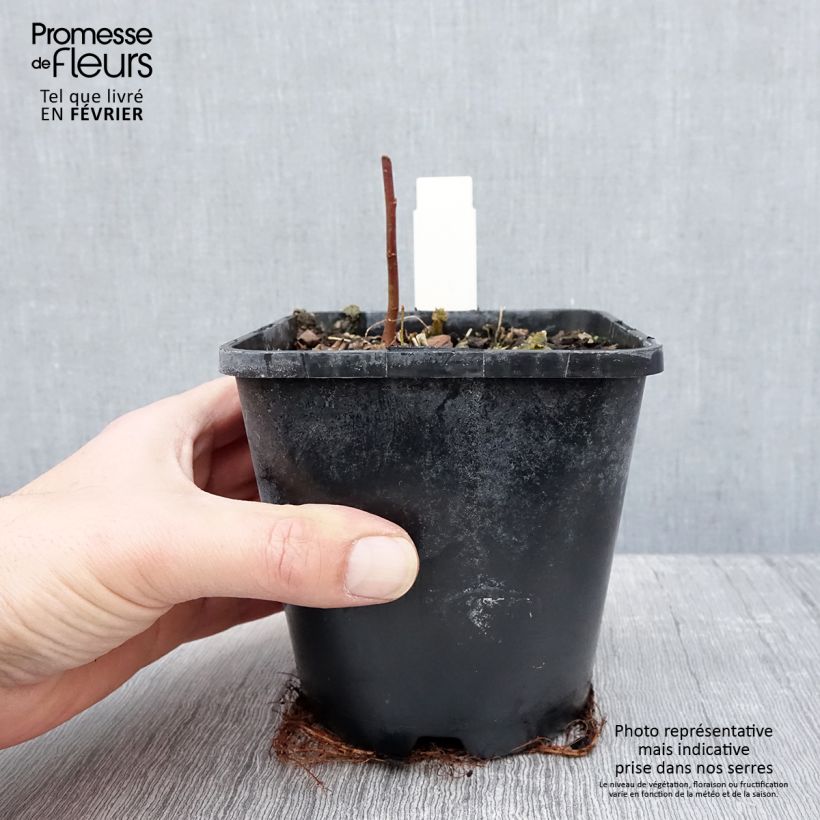 Hosta Timeless Beauty Vaso da 1,5L/2L esemplare consegnato in inverno