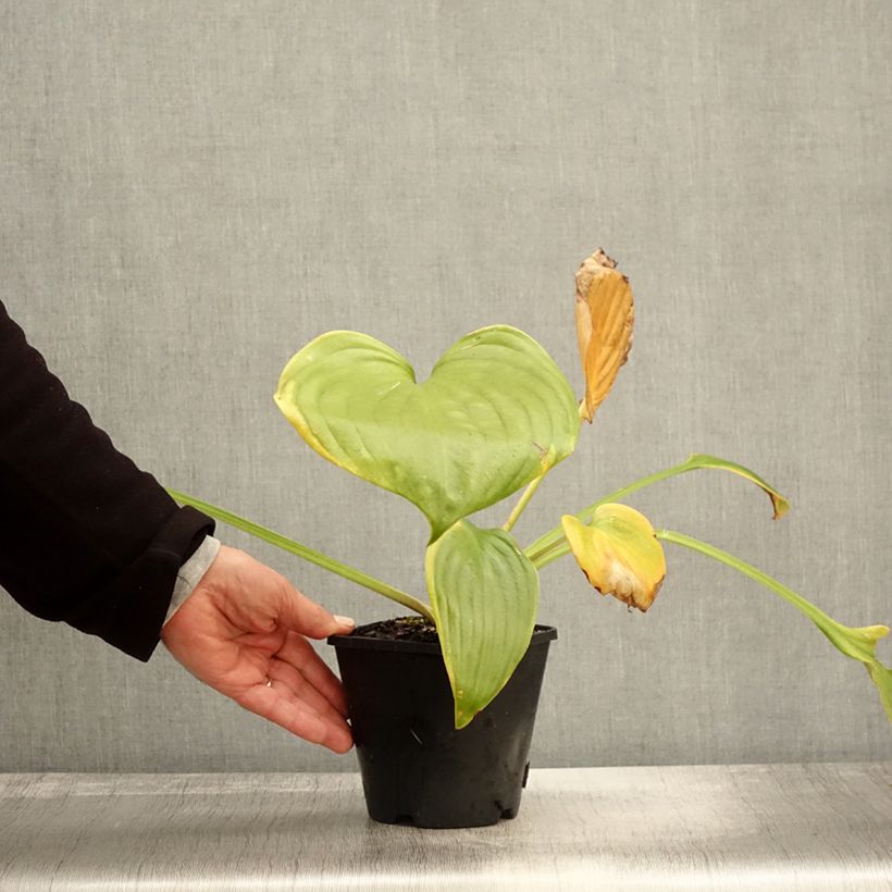 Spécimen de Hosta UFO Pot de 1,5L/2L tel que livré en automne