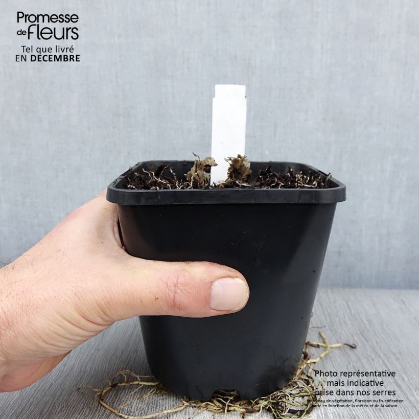 Spécimen de Hosta UFO Pot de 1,5L/2L tel que livré en hiver