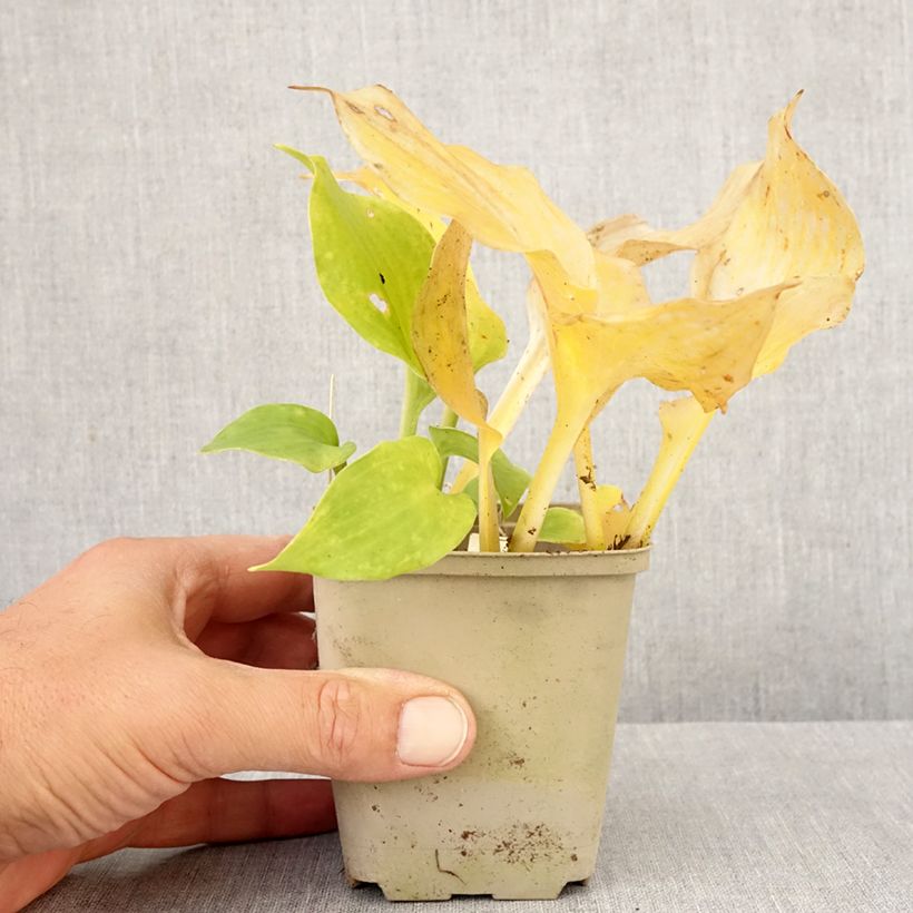 Spécimen de Hosta undulata Erromena Godet de 8/9 cm tel que livré en automne