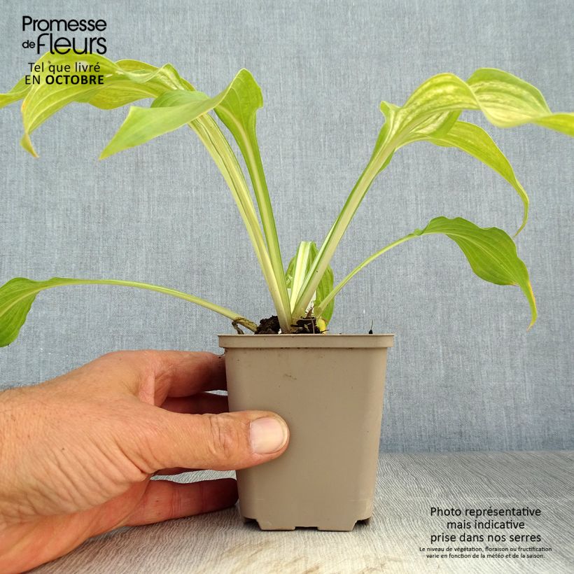 Spécimen de Hosta undulata Mediovariegata Godet de 8/9 cm tel que livré en automne