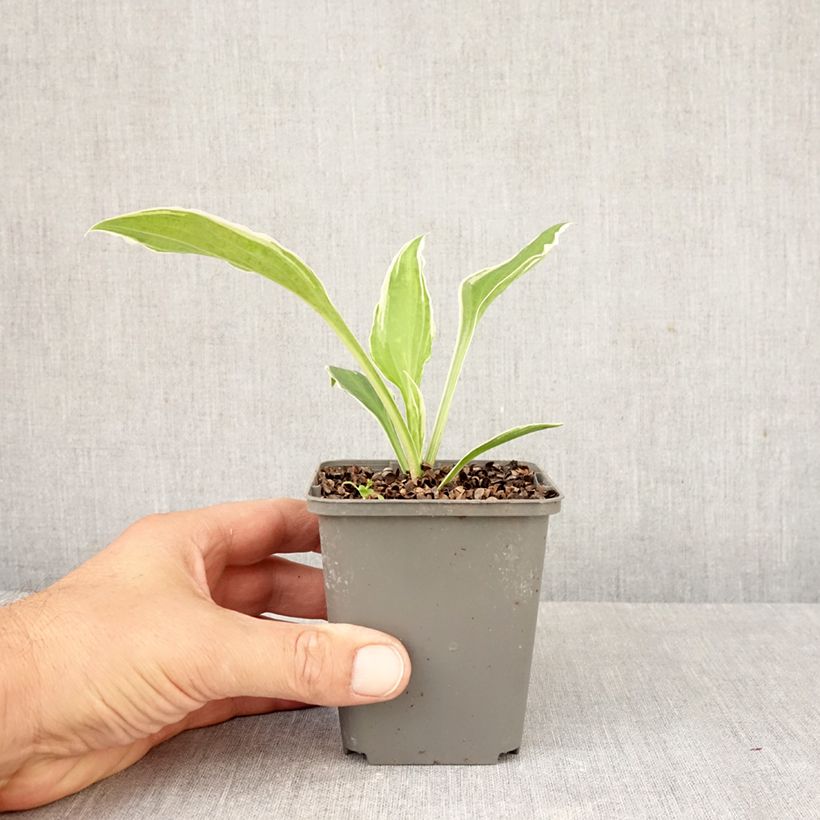 Spécimen de Hosta undulata var albomarginata Godet de 8/9 cm tel que livré en automne