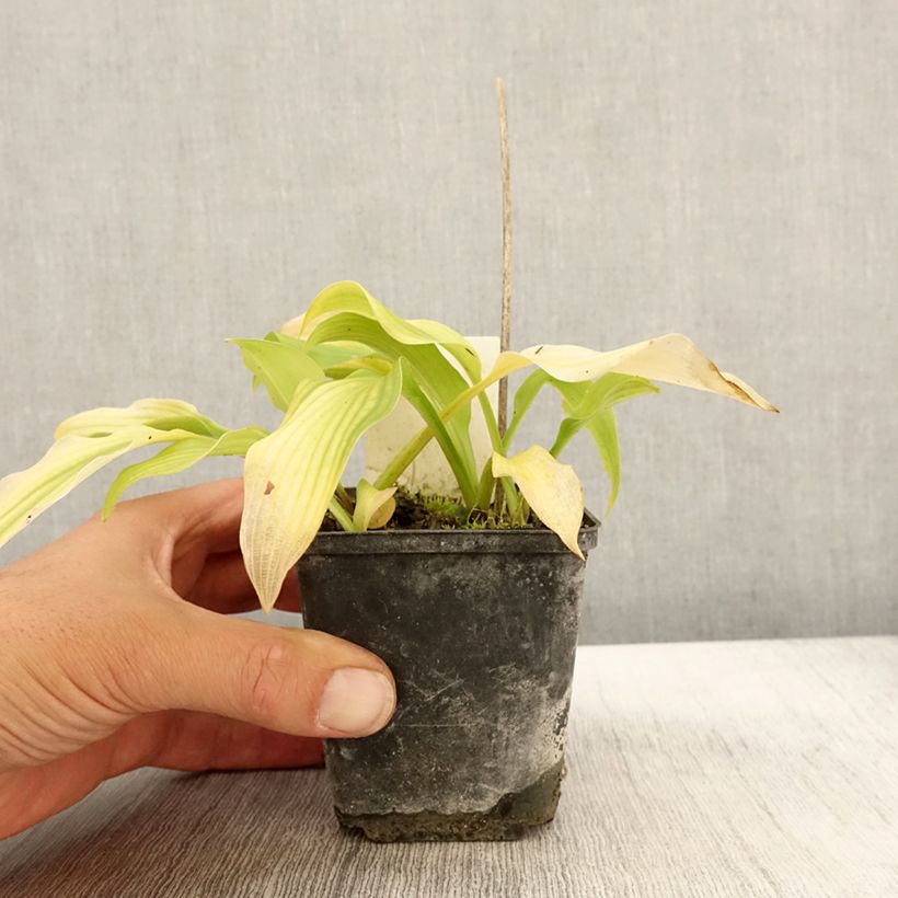 Spécimen de Hosta undulata var univittata Godet de 8/9 cm tel que livré en automne