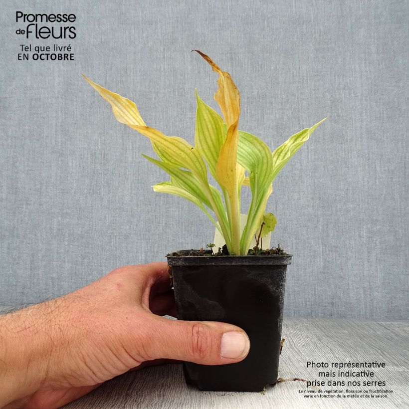 Spécimen de Hosta ventricosa Godet de 8/9 cm tel que livré en automne